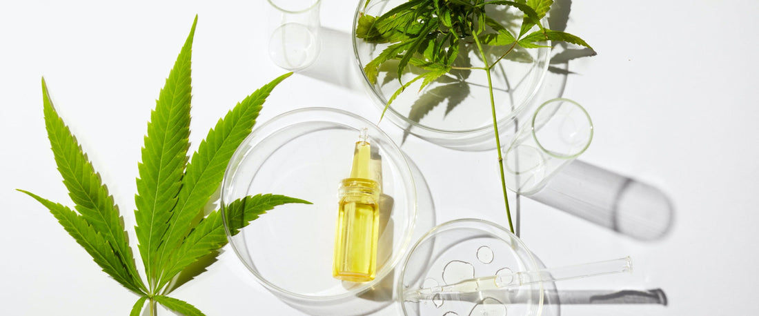 How can CBD improve overall skin health?